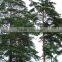 The outdoor decoration plant outdoor plants Changpai Scotch Pine seedling