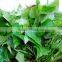 Frozen sweet potato leaves