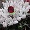 High grade fresh cut flower wholesale black magic 002 rose