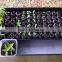 Quality first 21,32, 50, 72, 98, 105, 128 150 162 200 288 cells plant nursery germination trays for greenhouse