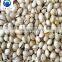 Best Quality Ginkgo Nutsshelling Machine GingkoPeelingmachine