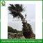 Bismarckia nobilis palms trunk 1.5m (2)