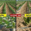 Super Absorbent Water Gel Potassium Sodium Polyacrylate Powder Sap Water Retention Agent for Agriculture