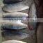 Pacific mackerel fillet and Scomber Japonicus