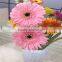 Fresh Cut Flower Kunming Flower Exporter Multicolor Gerbera Multicolor Gerbera