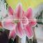 2016 High quality cheap flowers pink lily with fast delivery