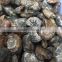 Natural Polished Jade Pattern Ammonite Fossil Stone For Sale From Madagascar