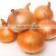 Fresh yellow onion for hot sale
