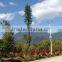 camouflaged pine tree cell phone tower for telecommunication