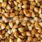 Chinese Roasted Buckwheat Kernel for georgia wholesale