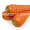 Sweet Fresh Carrots Chinese Fresh Carrots (2016 new crop)