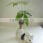 mini ornamental plants indoor chinese pot decorative pachira house plant bonsai