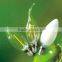 2014 NEW LED Design Filament Bulb A19 4W 360 Degree Beam Angle