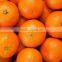 Fresh Mandarin from south africa