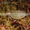 Nomo High quality Terrarium Moss - Reptile substrate 250g NC-01