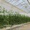 High Quality Multi-span Glass Greenhouse With Hydroponic System