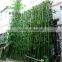 SJLJ013723 high quality artificial bamboo stick plastic evergreen bamboo plant