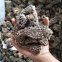 Factory Price Premium Quality Chinese Wild Dried Morel Mushroom/Morchella esculenta without fully stem (4-6CM)