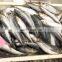 Hot Sale Frozen Sardine Fish Fillet tail on for export