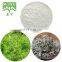 Vine Tea Extract Powder 98% Dihydromyricetin Powder
