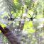 Trendy Cheap Best Designer Thanksgiving Webs Outside Hanging Spider Scary Halloween Decorations