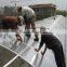 Plastic greenhouse for sale/ big greenhouse manufacturer in China                        
                                                Quality Choice