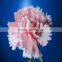 Wholesale Best Quality Low Price Pink Carnation Flowers
