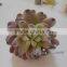 Latest beautiful artificial succulent plants succulent plants for decoration