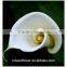  online shopping fresh flowers white calla lilies in china for sale