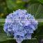 Best Quality Hot Sale Wedding Bouquets Silk Hydrangea Wedding Bouquets From Yunnan