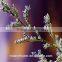 Chinese factory cheap wholesale real limonium grass with long stem