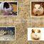 Animal horse bedding wood wool shaving machine