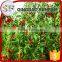 Kosher approval snack food dried goji berries importers