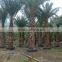 Hot Wholesale Outdoor Ornamental Decrotive Landscaping Phoenix Sylvestris Palm Trees Plants