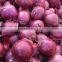 World Best Selling Wholesale of Red Onion Importers