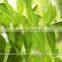 Neem Oil 100% Natural