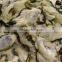 Sanintary Production Korea Tongyeong Pacific Oyster (I.Q.F / Frozen Oyster)