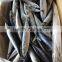 EEC,HACCP Certification and Whole Part frozen mackerel scomber scombrus