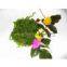 Supply Frozen Seaweed Salad 1kg