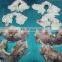 Good Quality Frozen Squid Neck With Best Price