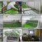 New Crop Frozen Vegetable IQF Sugar Snap Peas