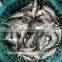 Frozen Chinese Big eyes horse mackerel with size 40 - 60 g