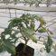 Greenhouse Tomato Planting Trough