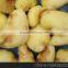 potato peeling processing equipment