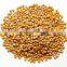 Mustard Seeds