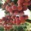 Canned fresh lychee in syrup - 30 oz tin (850ml x 12 tins)