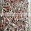 Loligo Gahi Squid for Raw Eating