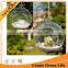 Clear Hanging Glass Candle Holder Round, Glass Plant Terrarium