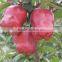 Best Quality Chinese Fresh Huaniu Apple