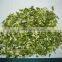dehydrated chive flakes 3x3 5x5 8x8mm